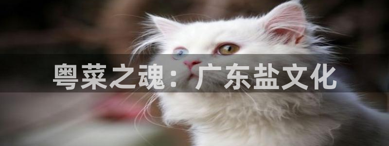 78mapp威九国际免费官方版下载