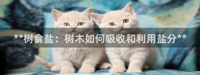 威九国际网站入口地址查询